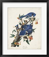 Pl 102 Blue Jay Framed Print