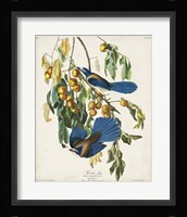 Pl 87 Floriday Jay Fine Art Print