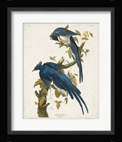 Pl 96 Columbia Jay Fine Art Print