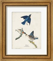 Pl 113 Blue Bird Fine Art Print