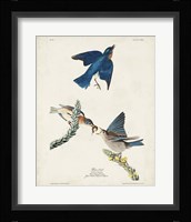 Pl 113 Blue Bird Fine Art Print
