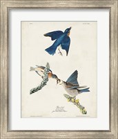 Pl 113 Blue Bird Fine Art Print