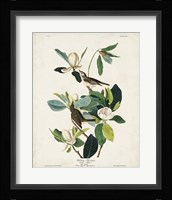 Pl 118 Warbling Flycatcher Fine Art Print