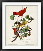 Pl 44 Summer Red Bird Fine Art Print