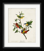 Pl 53 Painted Finch Fine Art Print