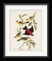 Pl 354 Louisiana Tanager Fine Art Print