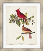 Pl 158 Cardinal Grosbeak Fine Art Print