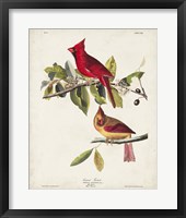 Pl 158 Cardinal Grosbeak Framed Print