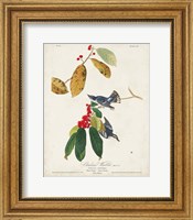 Pl 48 Cerulean Warbler Fine Art Print