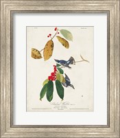 Pl 48 Cerulean Warbler Fine Art Print