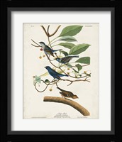 Pl 74 Indigo Bird Fine Art Print