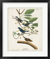 Pl 74 Indigo Bird Fine Art Print