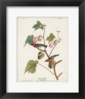 Pl 69 Bay-breasted Warbler Fine Art Print