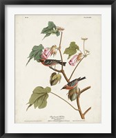 Pl 69 Bay-breasted Warbler Fine Art Print
