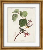 Pl 148 Pine Swamp Warbler Fine Art Print