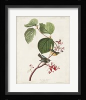 Pl 148 Pine Swamp Warbler Fine Art Print