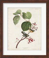 Pl 148 Pine Swamp Warbler Fine Art Print