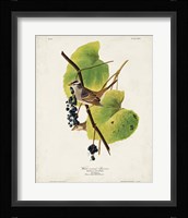 Pl 114 White-crowned Sparrow Fine Art Print