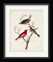 Pl 358 Pine Grosbeak Fine Art Print