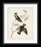 Pl 363 Bohemian Chatterer Fine Art Print