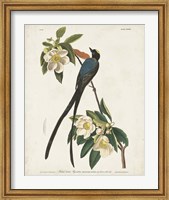 Pl 168 Fork-tailed Flycatcher Fine Art Print