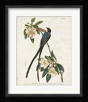 Pl 168 Fork-tailed Flycatcher Fine Art Print