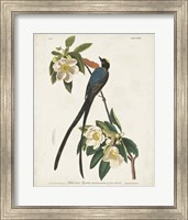 Pl 168 Fork-tailed Flycatcher Fine Art Print