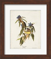 Pl 138 Connecticut Warbler Fine Art Print