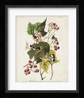 Pl 123 Black & Yellow Warbler Fine Art Print