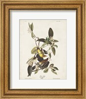 Pl 163 Pine Warbler Fine Art Print