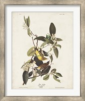 Pl 163 Pine Warbler Fine Art Print
