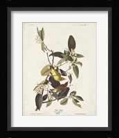 Pl 163 Pine Warbler Fine Art Print