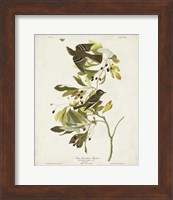 Pl 144 Small Green-crested Flycatcher Fine Art Print