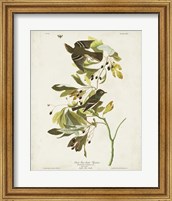 Pl 144 Small Green-crested Flycatcher Fine Art Print
