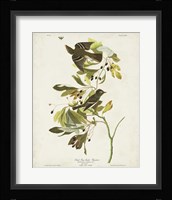 Pl 144 Small Green-crested Flycatcher Fine Art Print