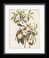 Pl 185 Bachman's Warbler Fine Art Print
