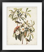 Pl 185 Bachman's Warbler Fine Art Print