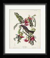 Pl 170 Pipiry Flycatcher Fine Art Print