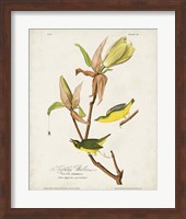 Pl 38 Kentucky Warbler Fine Art Print