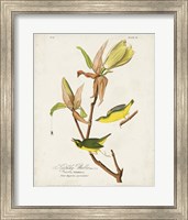 Pl 38 Kentucky Warbler Fine Art Print