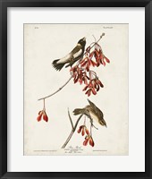 Pl 54 Rice Bird Fine Art Print