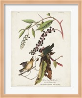 Pl 34 Worm-eating Warbler Fine Art Print