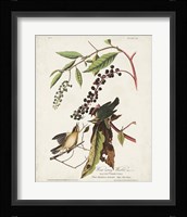 Pl 34 Worm-eating Warbler Fine Art Print