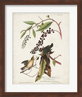 Pl 34 Worm-eating Warbler Fine Art Print