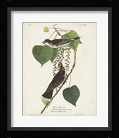Pl 79 Tyrant Flycatcher Fine Art Print