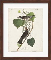 Pl 79 Tyrant Flycatcher Fine Art Print