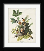 Pl 131 American Robin Fine Art Print