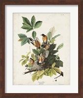 Pl 131 American Robin Fine Art Print
