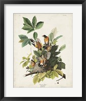 Pl 131 American Robin Fine Art Print