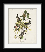 Pl 133 Black Poll Warbler Fine Art Print